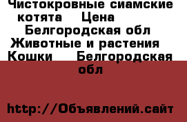 Чистокровные сиамские котята  › Цена ­ 1 500 - Белгородская обл. Животные и растения » Кошки   . Белгородская обл.